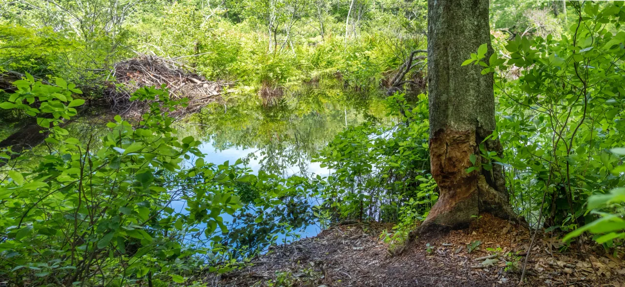 A beaver lodge and a gnawed tree stand beside the reflective Wood River in Arcadia Management Area.