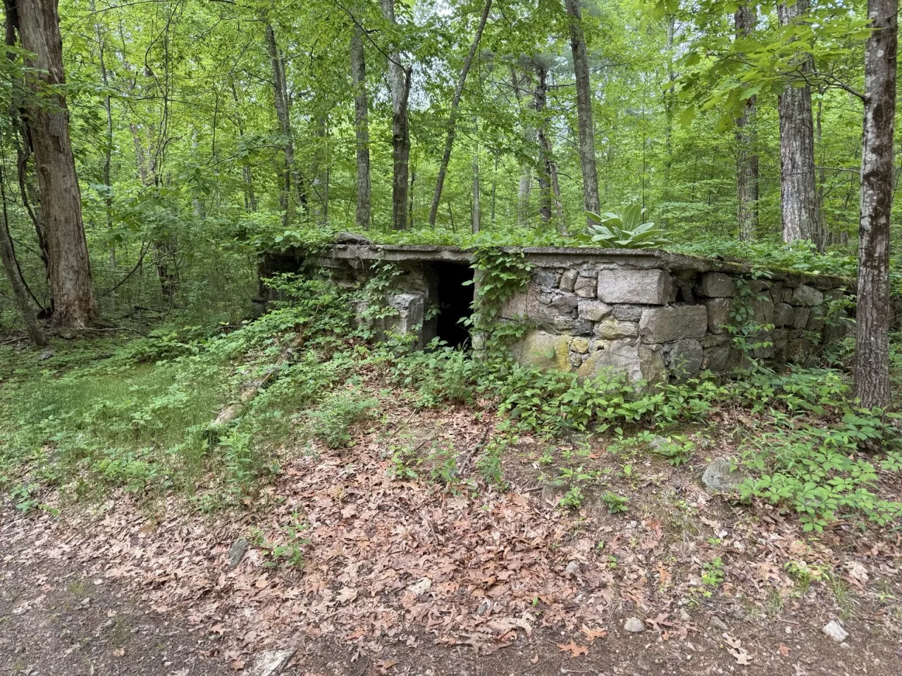 An old stone structure partly covered by green vines in the woodland at Black Hut.