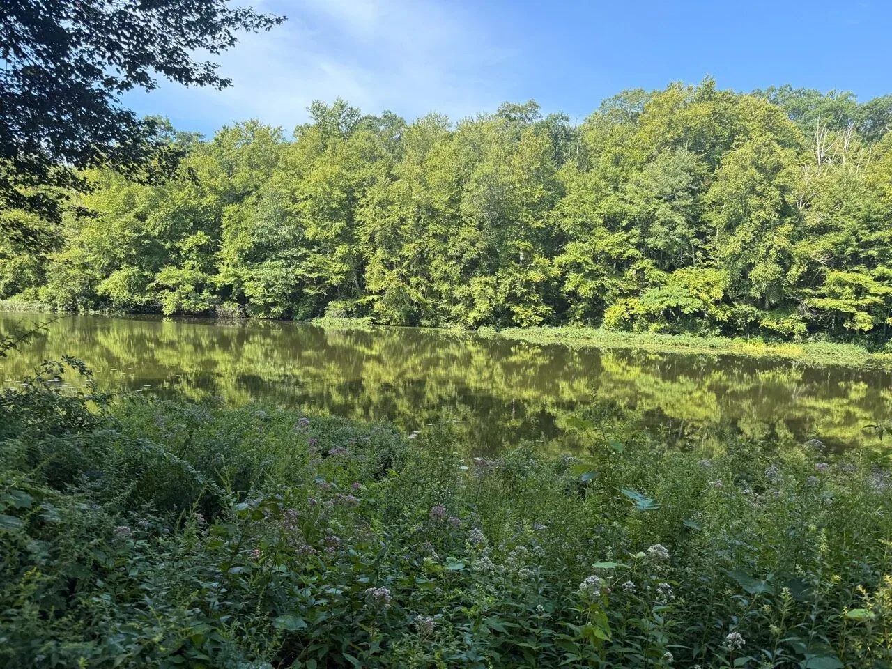 Trees reflected in a quiet pond, with flowering plants along the near shore at Carolina Management Area.