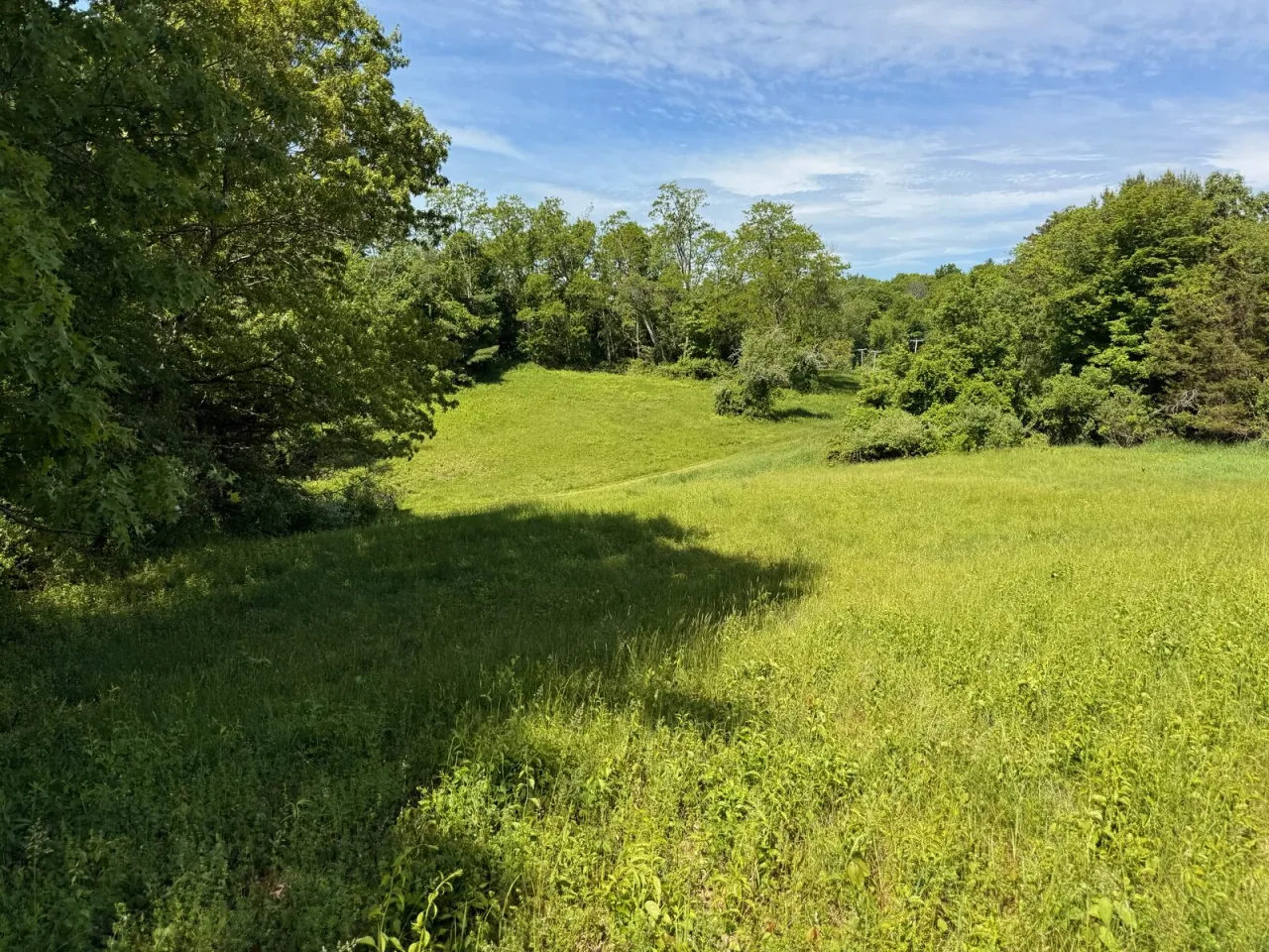 A sunlit green meadow framed by trees beneath a blue, lightly clouded sky at Durfee Hill.