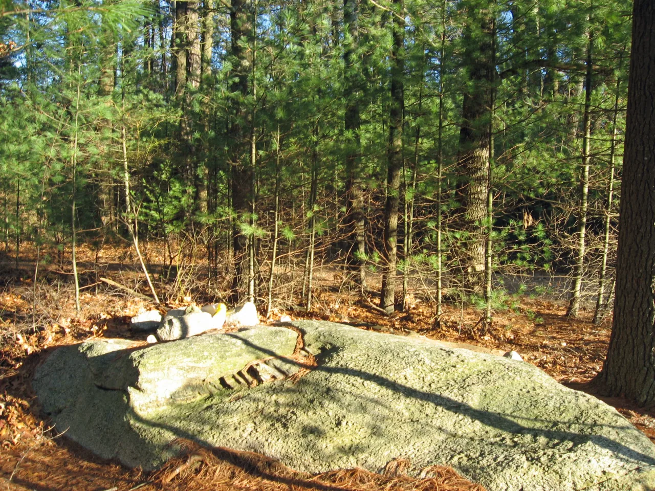 Sunlight falls across the rock outcrop at the wooded summit of Jerimoth Hill.