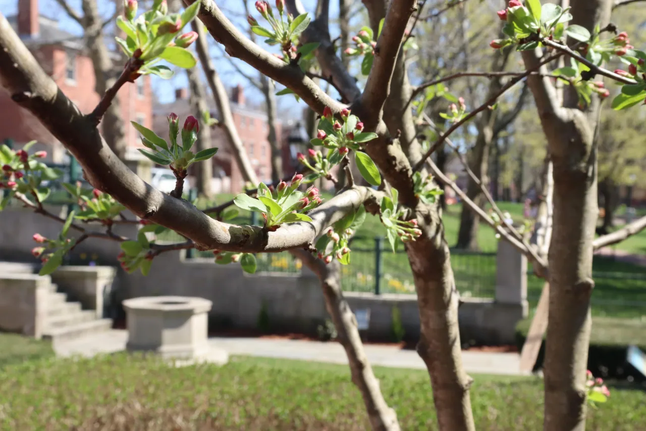 Crabapple trees frame the historic well at Roger Williams National Memorial.